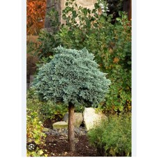 Juniperus squamata "Blue Star" Pa-  Можжевельник чешуйчатый ''Блю Стар" на штамбе