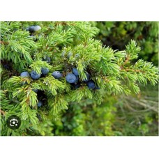  Juniperus sibirica Pa- Можжевельник сибирский на штамбе