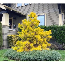 Pinus contorta" Chief Joseph"- Сосна скрученная" Чиф Джозеф"