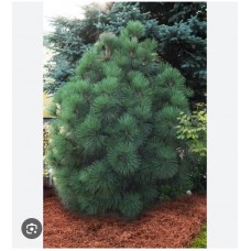 Pinus jeffreyi "Joppi"- Сосна жеффрея" Йоппи"