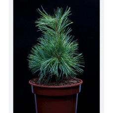 Pinus koraiensis "Dragon Eye"- Сосна кедровая корейская "Драгон Ай"