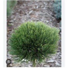 Pinus nigra ‘'Cebennensis Nana’' Pa- Сосна черная "Нана"  на штамбе