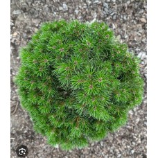 Pinus nigra" Merci "- Сосна чёрная "Мерси "