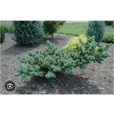 Pinus parviflora "Fuku-zu-mi"- Сосна мелкоцветковая " Фуку-зу-ми"