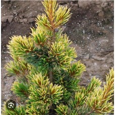 Pinus parviflora" Goldilocks" - Сосна мелкоцветная" Голдилокс"