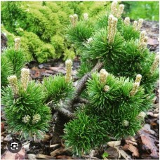 Pinus mugo" Jakobsen"- Сосна горная "Якобсен"