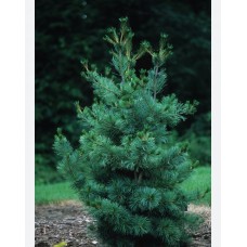 Pinus parviflora 'Ibo Can' -Сосна мелкоцветковая " Ибо-Кан"