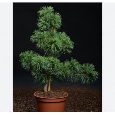 Pinus parviflora"Schoon’s Bonsai"- Сосна мелкоцветковая  "Шонс Бонсай"