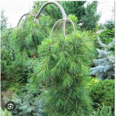 Pinus strobus" Blue Petticoats"- Сосна веймутова "Блю Петтикоатс "