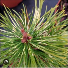 Pinus uncinata 'Billabong'  Pa-  Сосна крючковатая "Биллабонг " на штамбе