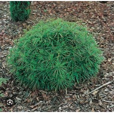 Sciadopitys verticillata" Grune Kugel"- Сциадопитис мутовчатый" Груне Кюгел"
