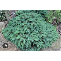 Picea pungens "Sonia"- Ель колючая" Соня"