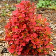 Berberis thunbergii " Orange Tower" - Барбарис Тунберга" Оранж Тауэр"