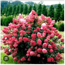 Hydrangea paniculata `Diamant Rouge`- Гортензия метельчатая «Даймонд Руж»