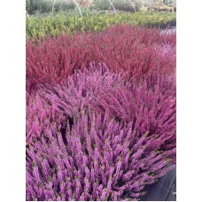 Calluna vulgaris  /  Вереск  (в ассортименте 5 цветов)