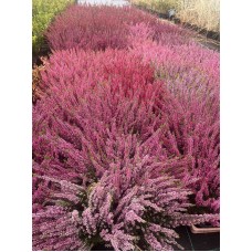 Calluna vulgaris  /  Вереск  (в ассортименте 5 цветов)