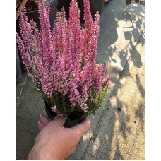 Calluna vulgaris  /  Вереск  (в ассортименте 5 цветов)