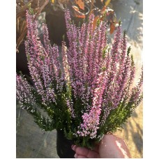 Calluna vulgaris  /  Вереск  (в ассортименте 5 цветов)