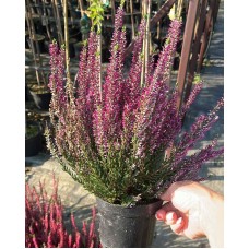 Calluna vulgaris  /  Вереск  (в ассортименте 5 цветов)