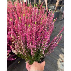 Calluna vulgaris  /  Вереск  (в ассортименте 5 цветов)