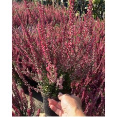 Calluna vulgaris  /  Вереск  (в ассортименте 5 цветов)