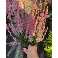 Calluna vulgaris  /  Вереск  (в ассортименте 5 цветов)