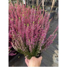 Calluna vulgaris  /  Вереск  (в ассортименте 5 цветов)