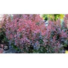 Berberis thunbergii 'Paola' - Барбарис тунберга 'Паола' 