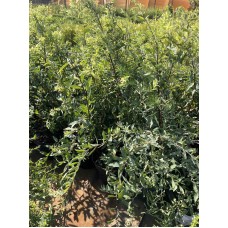 Spirea cinerea "Grefsheim"- Спирея серая" Грефшейм "