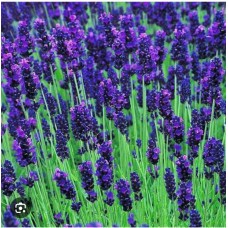 Lavandula "Hidcote"- Лаванда узколистная "Хидкот" 