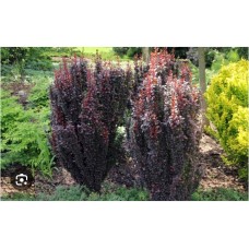 Berberis thunbergii `Red Rocket`- Барбарис Тунберга `Ред Рокет`