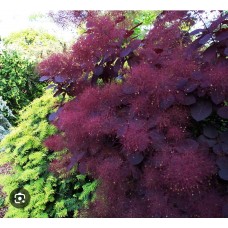 Cotinus coggygria «Royal Purple» - Скумпия кожевенная «Роял Пёрпл»