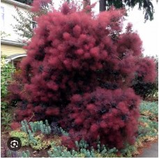 Cotinus coggygria «Royal Purple» - Скумпия кожевенная «Роял Пёрпл»