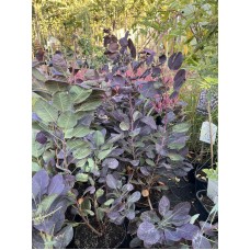 Cotinus coggygria «Royal Purple» - Скумпия кожевенная «Роял Пёрпл»