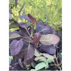 Cotinus coggygria «Royal Purple» - Скумпия кожевенная «Роял Пёрпл»