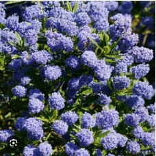 Ceanothus thyrsiflorus 'Blue Mound'- Цеанотус "Блю Маунд"