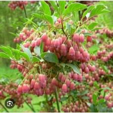 Enkianthus campanulatus- Энкиантус колокольчатый