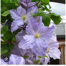 Clematis "Blekitny Aniol"- Клематис "Блекитни Аниол"