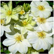 Clematis "Guernsey Cream"- Клематис "Джернси Крим"