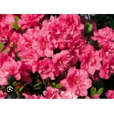 Azalea japonica "Allotria"- Азалия японская "Аллотрия"