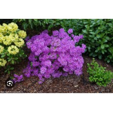 Azalea japonica "Blue Danube" -Азалия японская "Блю Дануб"  