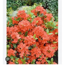 Azalea japonica " Geisha Orange"- Азалия японская "Гейша Оранж"