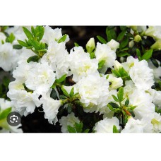 Azalea japonica " Panda"- Азалия японская" Панда"