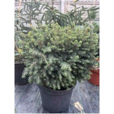 Picea abies"Nidiformis "   /   Ель обыкновенная "Нидиформис"