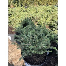 Picea abies"Nidiformis "   /   Ель обыкновенная "Нидиформис"