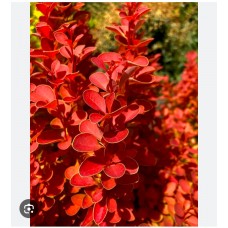 Berberis thunbergii '' Orange Ice"- Барбарис тунберга " Оранж Айс"