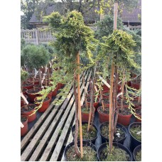 Juniperus horizontalis" Golden Carpet" Pa- Можжевельник "Голден Карпет" на штамбе
