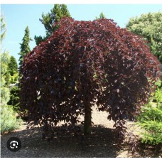 Fagus sylvatica" Purpurea Pendula"- Бук лесной "Пурпурея  Пендула" на штамбе 