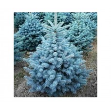 Picea "Super Blue Seedling"- Ель голубая "Супер Блю Сидлинг"