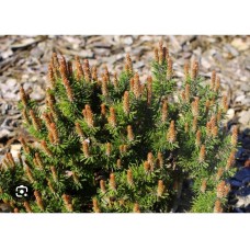 Pinus mugo "Kissen"- Сосна горная "Киссен"